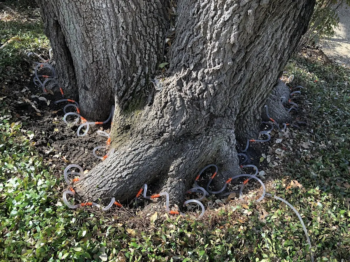 Detailed Tree Cabling and Bracing job site in Ovalo