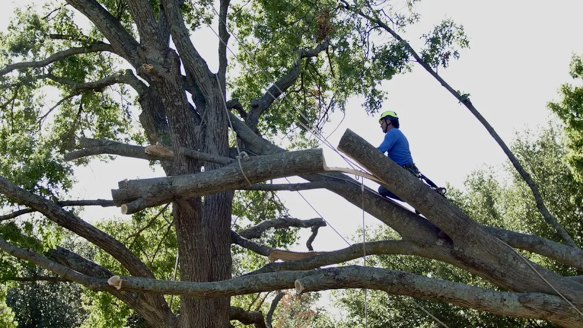 Professional Crown Thinning performed by certified arborists in Ovalo