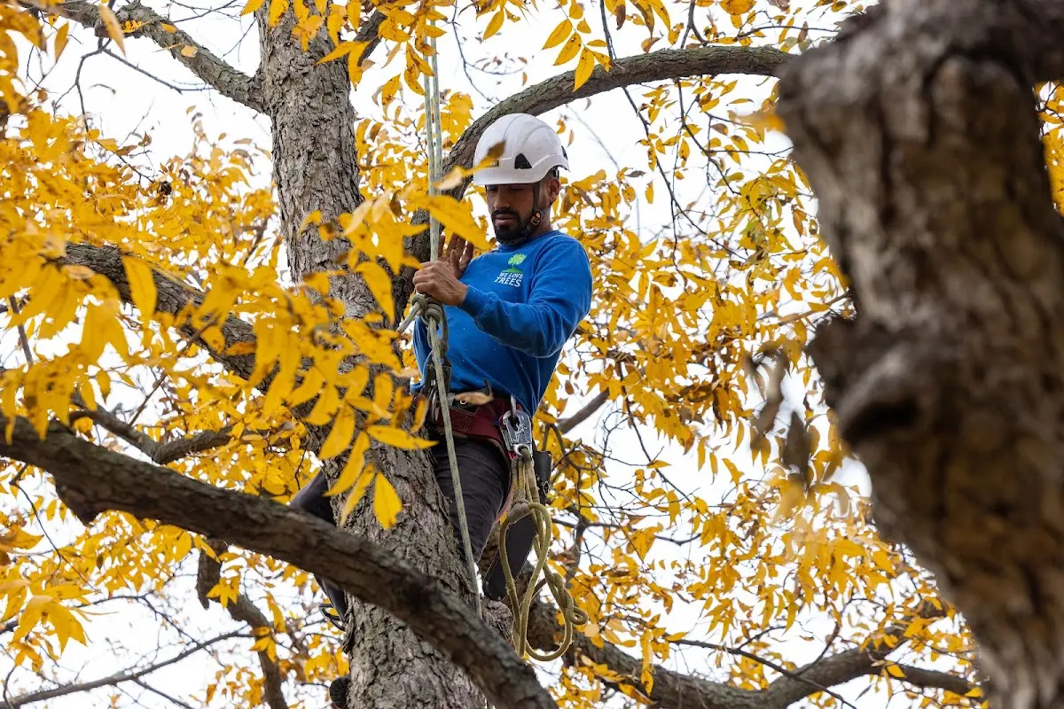 Skilled Tree Pruning crew working in Ovalo