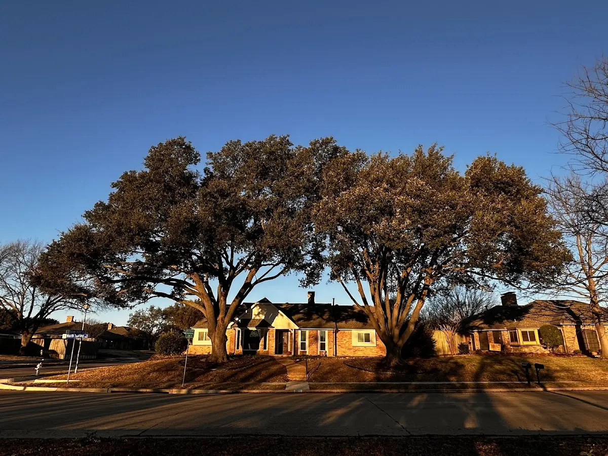 Established residential canopy tree shading a home in Ovalo